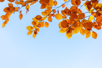 fall maple leaves