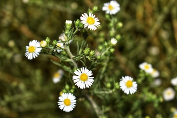 A field of small chamomile flowers in the sunshine