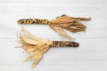 Colorful Indian Corn on white background