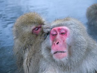 Portrait of Cute red-faced Japanese Snow monkeys looking for lice and relaxing in onsen hot spring water in Jigokudani Yaenkoen Park in Japan