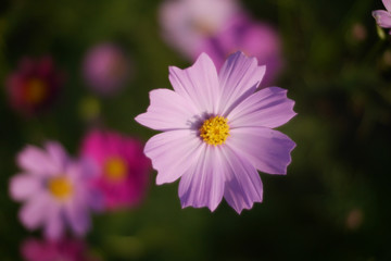Fototapeta premium COSMOS