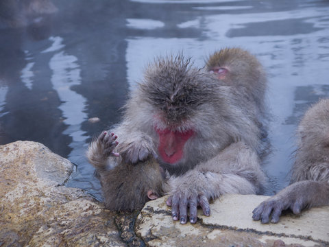 Cute Japanese Snow monkeys relaxing in onsen with steam rising from hot spring water in Jigokudani Yaenkoen Park in Japan
