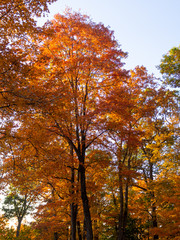 trees in full foliage color in the fall