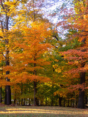 trees in full foliage color in the fall