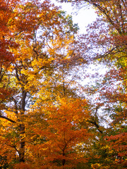 trees in full foliage color in the fall