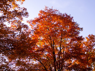 trees in full orange foliage color in the fall