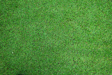 Obraz premium green grass background texture