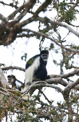 Mantled guereza (Colobus guereza), Aberdare National Park, Kenia, Africa
