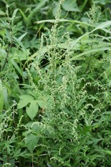 Fototapeta na wymiar Japanese mugwort flowers / In Japan, the rice cake with the leaves of mugwort (yomogi) is called Yomogimochi. But a flower causes hay fever.