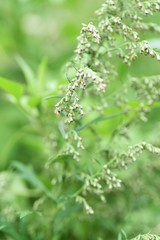 Japanese mugwort flowers / In Japan, the rice cake with the leaves of mugwort (yomogi)  is called Yomogimochi. But a flower causes hay fever.