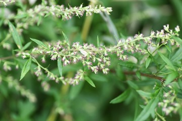 Japanese mugwort flowers / In Japan, the rice cake with the leaves of mugwort (yomogi)  is called Yomogimochi. But a flower causes hay fever.
