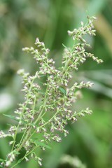 Japanese mugwort flowers / In Japan, the rice cake with the leaves of mugwort (yomogi)  is called Yomogimochi. But a flower causes hay fever.
