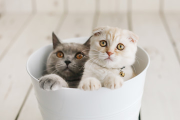 cats playing in bucket. british shorthair and scottish fold 