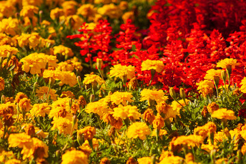 Flores Coloridas