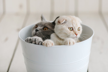 cats playing in bucket. british shorthair and scottish fold 