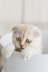 cats playing in bucket. british shorthair and scottish fold 