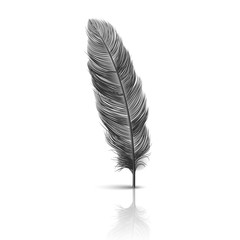 Vector 3d Realistic Falling Black Fluffy Twirled Feather with Reflection Closeup Isolated on White Background. Design Template, Clipart of Angel or Detailed Bird Quill, Nib