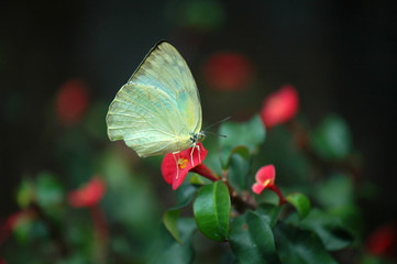 butterfly on red flower