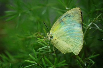 butterfly on leaf