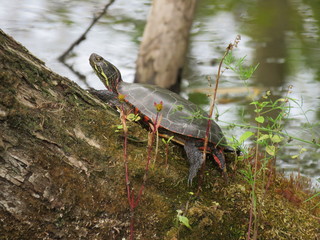 Sunning Turtle