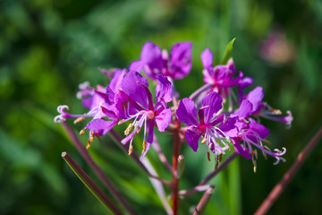 Fototapeta na wymiar Pink Blooming sally Chamerion angustifolium flowers close-up. Medicinal plant.