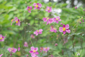 シュウメイギクのお花畑