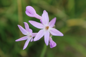 pink flower with water drops of dew on green grass