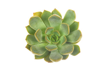 succulent or cactus isolate on white background