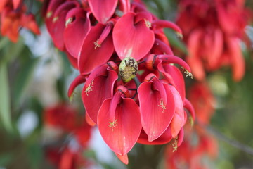 bee in a red flower