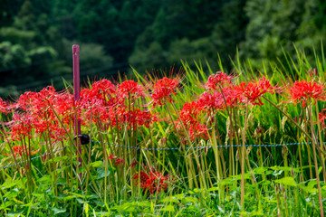つづら棚田の彼岸花