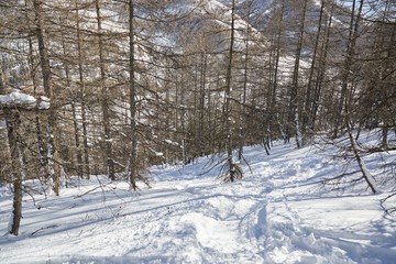 Skiing between trees on unmarked slopes, free ride on the snowy mountain