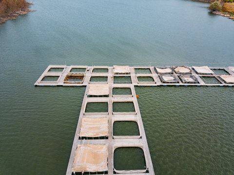 Cages for sturgeon fish farming in natural river or pond, aerial view