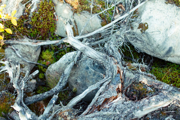 wild autumn forrest, roots of trees in mess background