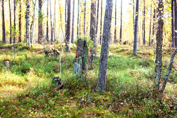 outdoor landscape seasonal, golden autumn wild forest