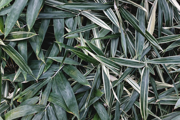 close up of sasa palmata bamboo leaves in garden