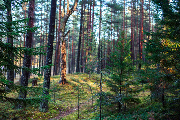 outdoor landscape seasonal, golden autumn wild forest
