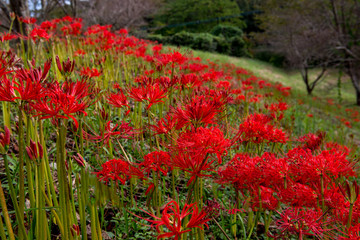 風の郷公園の彼岸花