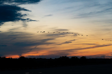 Fototapeta premium flock of geese at sunset