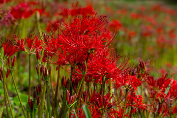 風の郷公園の彼岸花