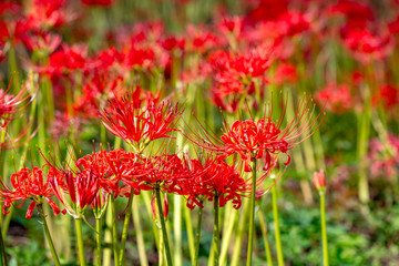 風の郷公園の彼岸花