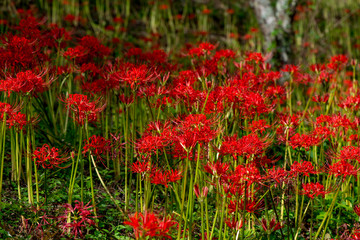 風の郷公園の彼岸花