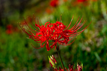 風の郷公園の彼岸花