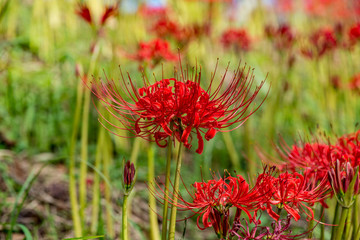 風の郷公園の彼岸花