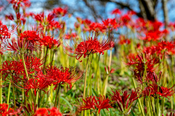 風の郷公園の彼岸花