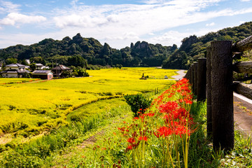 田染荘の彼岸花