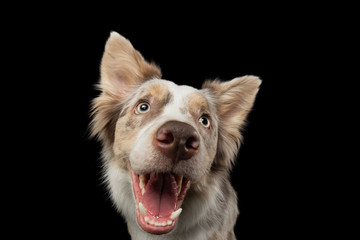 funny dog on a black background. smiling pet. Marble Border Collie posing