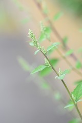 Lamb's quarter flowers / Lamb's quarter (Chenopodium album) is a roadside weed, but the young leaves are edible.
