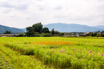 三光のコスモス