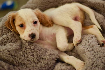English Setter Puppy
