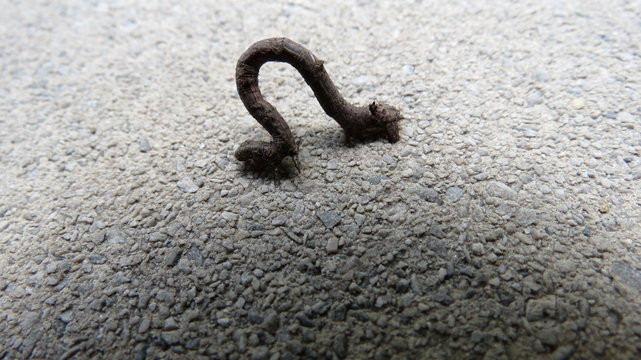 Inch Worm Images Browse 6 251 Stock Photos Vectors And Video